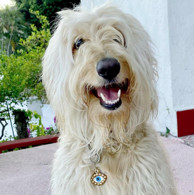 Giselle Leal Art - Pet tag