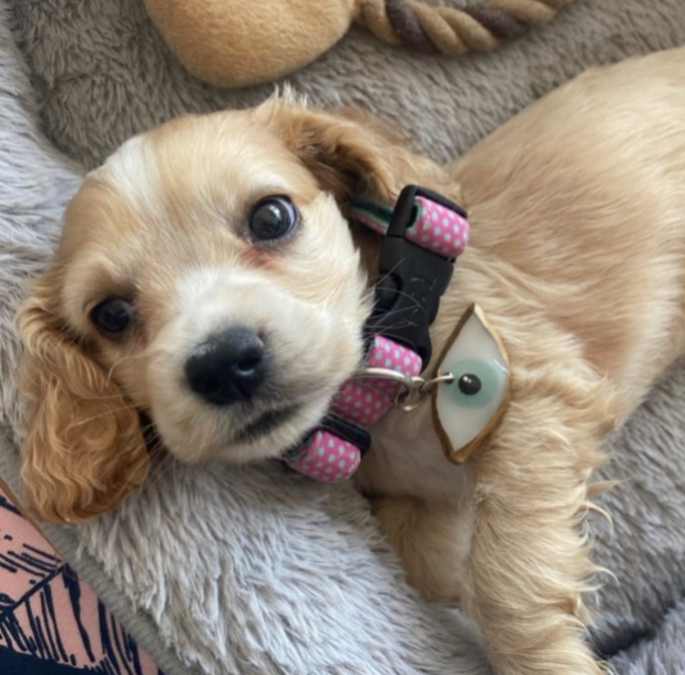 Giselle Leal Art - Pet tag